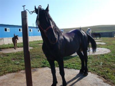 还送4700万 德国盛装舞步宝马一匹～